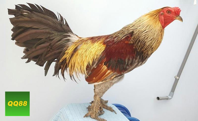 Đá gà đòn - Ưu tiên xem thể lực trước khi nhìn đòn đánh Đá gà đòn - Ưu tiên xem thể lực trước khi nhìn đòn đánh