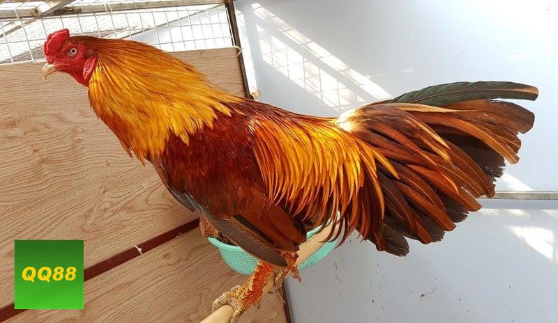 Đá gà qq88 - Bảng kèo minh bạch và cập nhật theo diễn biến thực tế Đá gà qq88 - Bảng kèo minh bạch và cập nhật theo diễn biến thực tế