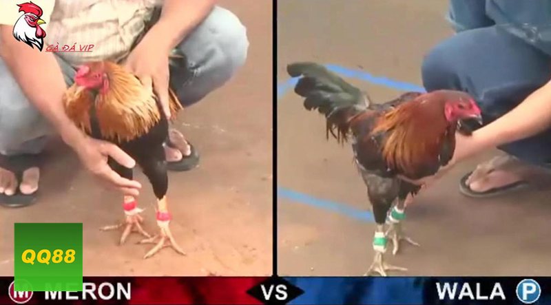 Đá gà qq88 - Thomo thiên về bản lĩnh, thể lực và sự lì đòn Đá gà qq88 - Thomo thiên về bản lĩnh, thể lực và sự lì đòn