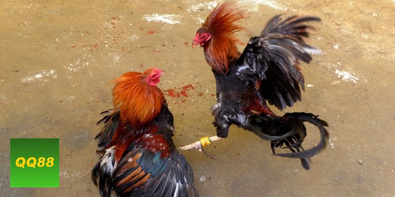 Đá gà đòn - Lối đánh thiên về lực chân và thế đòn Đá gà đòn - Lối đánh thiên về lực chân và thế đòn